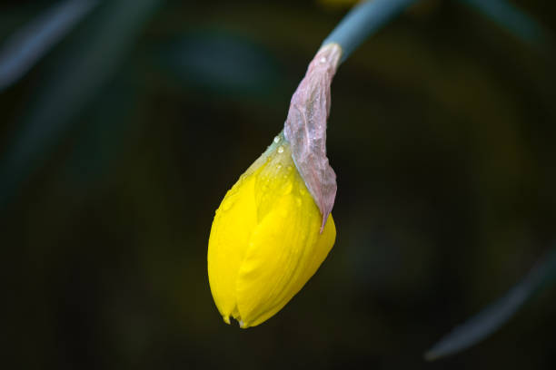 Close-up of an unopened daffodil bud in the garden.