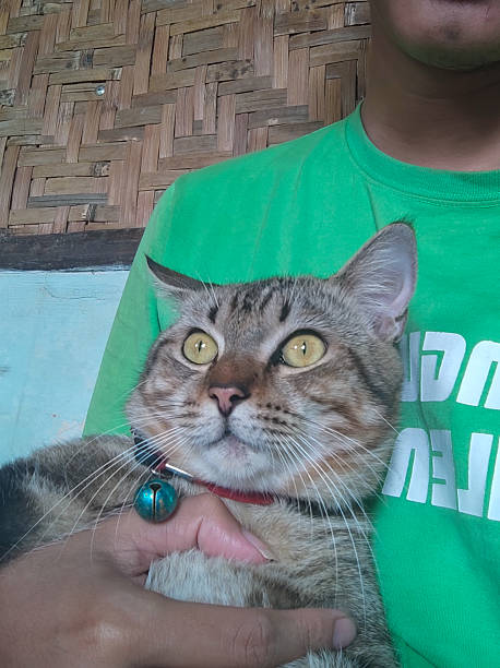 istock Close-up of a tabby cat resting on owner's lap 2205628762