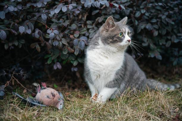 A British Shorthair cat and a dying spotted dove