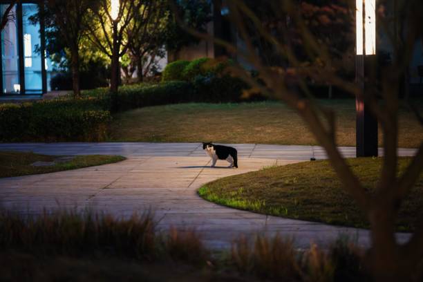 istock A tuxedo cat under a streetlight at night 2205630409