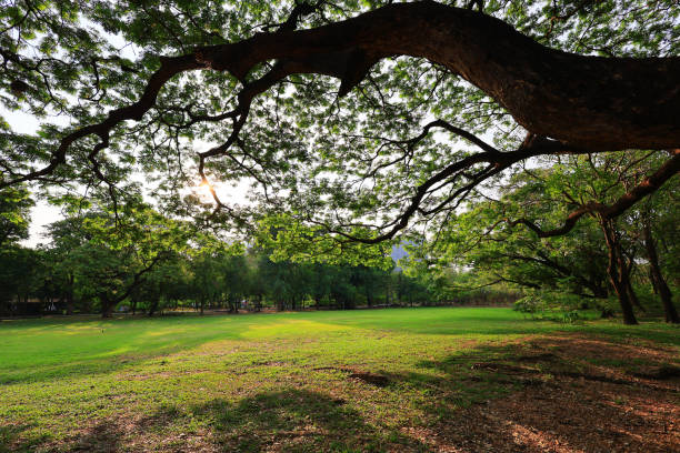 The roots show the history and the sun shinning in order to the meaning.