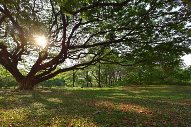 A photo of green and lush forest in spring