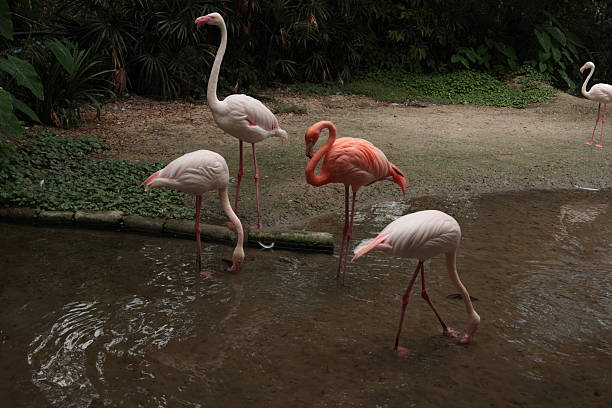 group of beautiful pink flamingos in the zoo