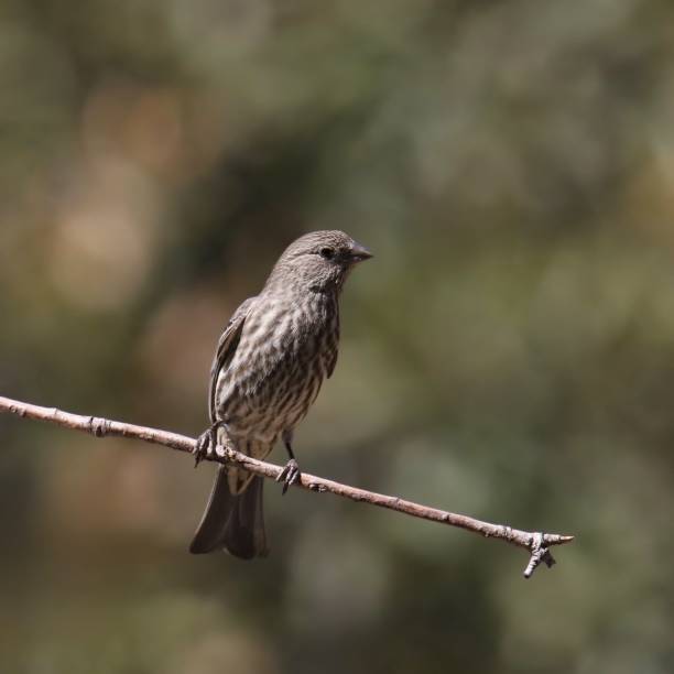 istock House Finch (female) (haemorhous mexicanus) perched on a small branch 2205631794