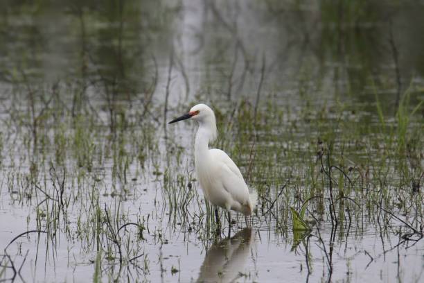 istock Snowy Egret (breeding) (egretta thula) standing in a grassy pond 2205631925