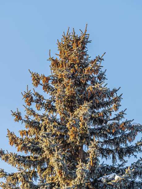 istock Green spruce branches with needles and cones against a blue sky in winter. Many cones on spruce. Fir tree. 2205632020
