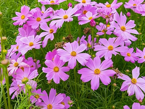istock Pink  cosmos flowers 2205633693