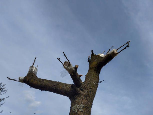 istock The image conveys the process of caring for the tree, possibly grafting or protecting the pruned branches. 2205637485