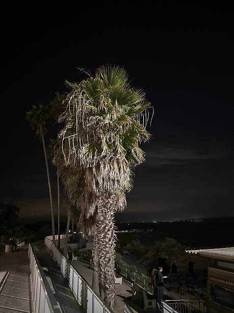 istock Palm Trees at Night at La Jolla Cove 2205637579