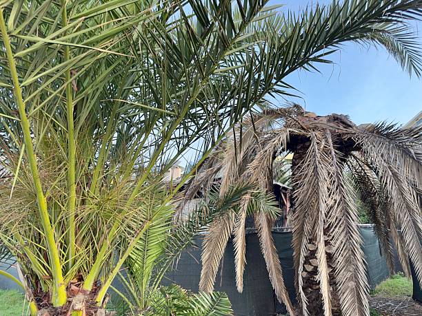 istock Living and Dead Palms in La Jolla 2205637588