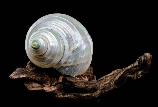 Strombus latissimus