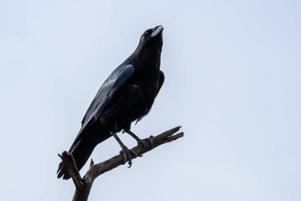 istock A Common Raven in Tucson, Arizona 2205640067