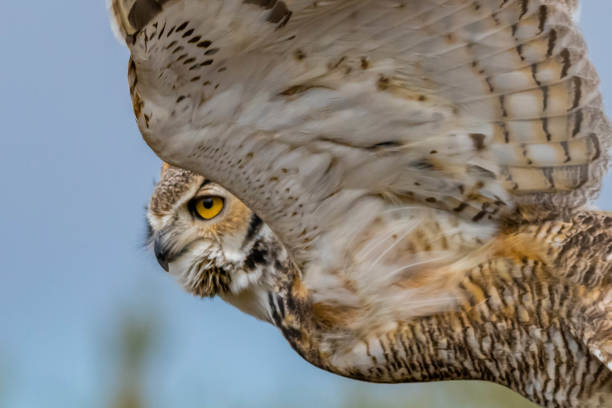 istock A Great Horned Owl in Tucson, Arizona 2205640070