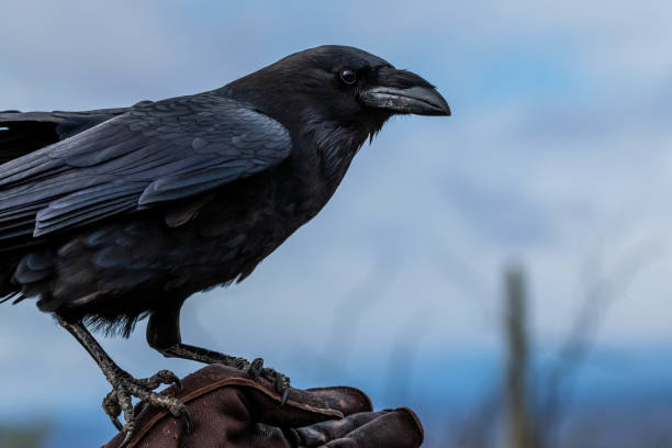 istock A Common Raven in Tucson, Arizona 2205640072