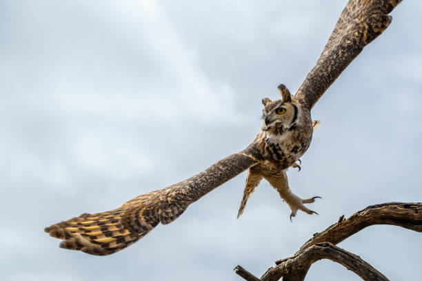istock A Great Horned Owl in Tucson, Arizona 2205640085