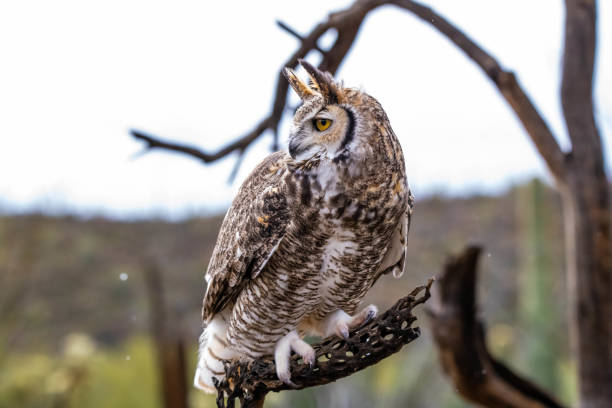 istock A Great Horned Owl in Tucson, Arizona 2205640086