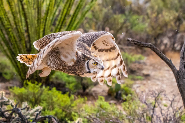 istock A Great Horned Owl in Tucson, Arizona 2205640087