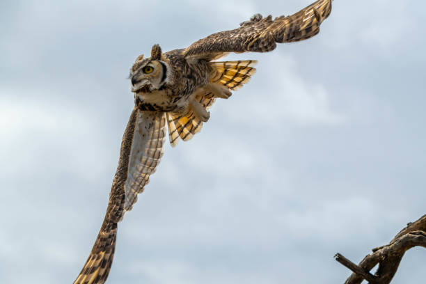 istock A Great Horned Owl in Tucson, Arizona 2205640089