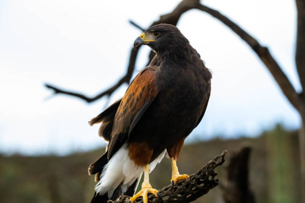 istock A dark brown Harris Hawk in Tucson, Arizona 2205640102