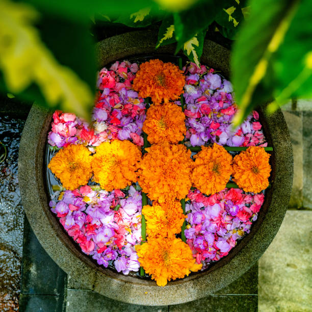 Horizontal closeup photo of an elderly Balinese woman’s brown arms and hands arranging Frangipani flowers in a plastic dish on her stall at the early morning traditional Market on Jalan Raya, Ubud, Bali.