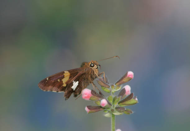 istock Skipper Butterfly on Pink Flower 2205640966
