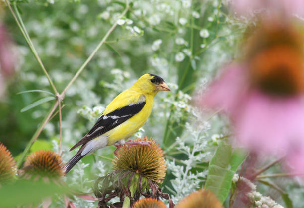 istock American Goldfinch feeding on Purple Coneflower 2205641013