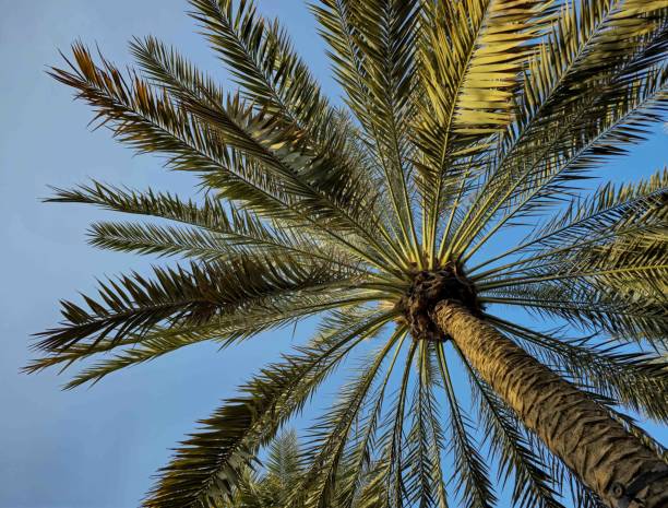 istock Palm Tree in the Town Square Development in Dubai, UAE 2205641720