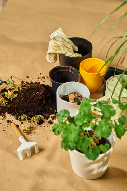 istock Gardening tools and potted plants during repotting process. Houseplant care 2205641750