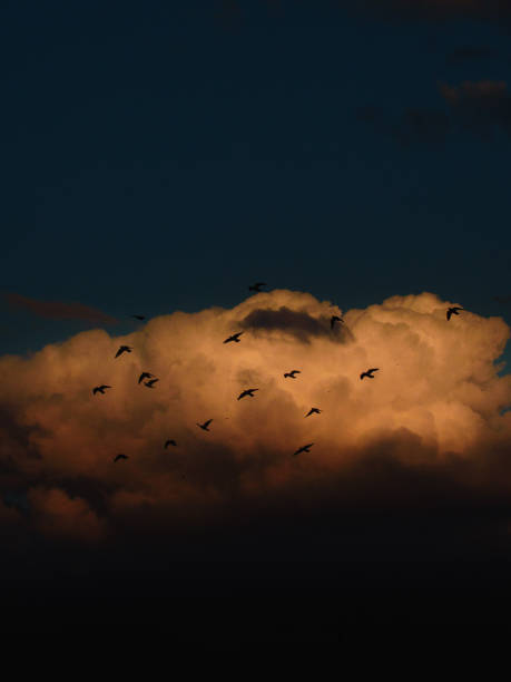 istock Freedom in Flight: Birds Against the Sunset Sky 2205642509
