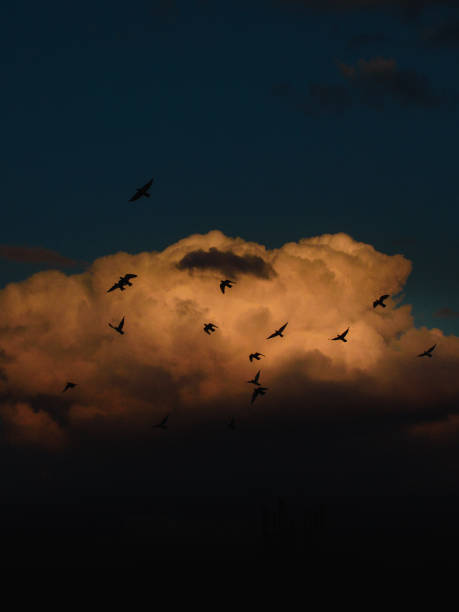 istock Freedom in Flight: Birds Against the Sunset Sky 2205642541