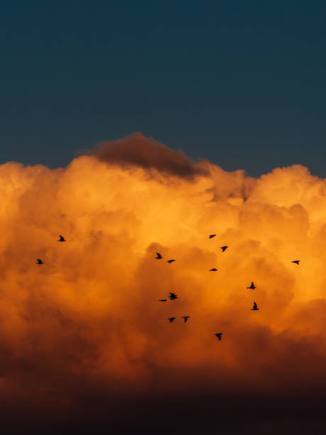 istock Freedom in Flight: Birds Against the Sunset Sky 2205642545