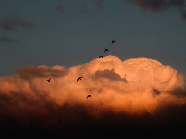 The image showcases a dramatic sunset sky, filled with fluffy clouds illuminated in warm hues of orange and pink. Silhouetted against this vibrant backdrop are several birds in flight, creating a sense of movement and freedom. The contrast between the colorful clouds and the dark figures of the birds adds depth to the scene, evoking a feeling of tranquility and beauty in nature. The overall composition captures a fleeting moment in time, blending the serenity of the evening sky with the dynamism of the flying birds.
