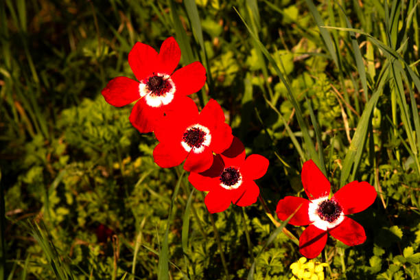 Spring flowers bloom with the arrival of spring