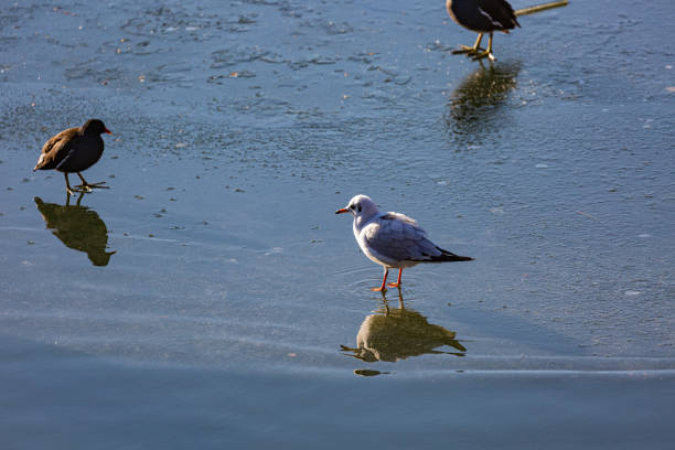 Seagull stay on frozen lake