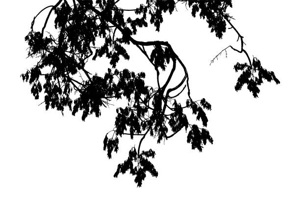 istock Vector illustration of natural old oak tree branch on white background 2205643807
