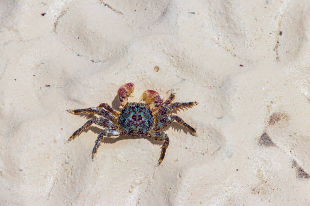 istock Cute crab at the white sand beach by the ocean 2205644054