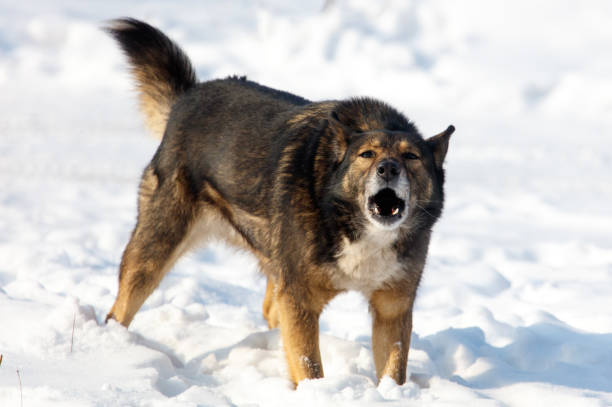 A dog is barking in the snow. The dog is brown and white