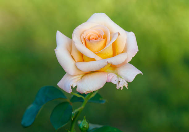 istock A single rose with a yellow center and green leaves 2205645146