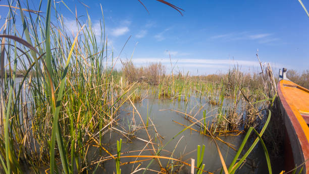 istock Serene Wetland with Boat and Grasses 2205645372