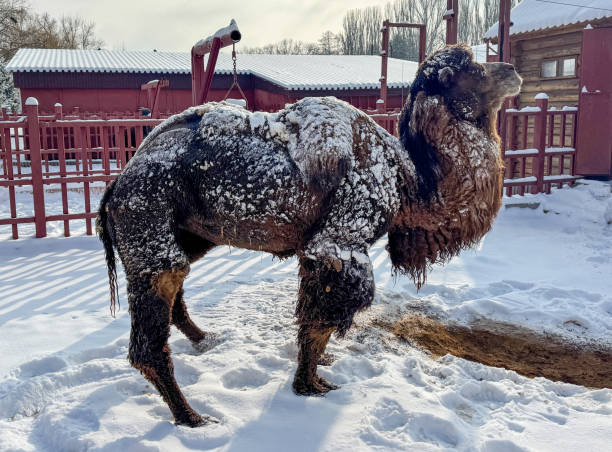 istock A camel covered in snow stands in a snow-covered field 2205645400