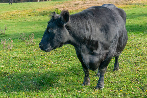 istock Potrait of black cow on pasture 2205646743