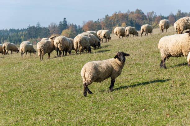 istock Herd of sheep grazing on pasture 2205646761