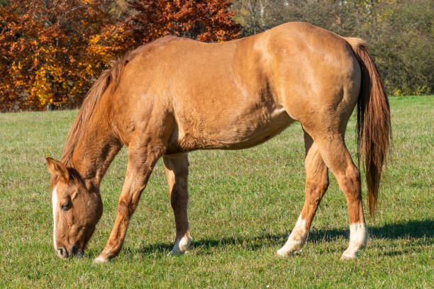 istock Single horse grazing on a pasture 2205646838
