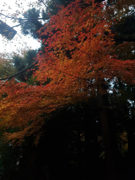 istock Autumn in Kirishima 2205647935