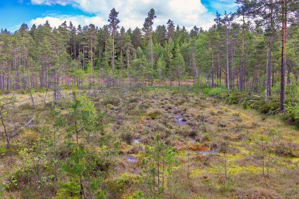 istock Peat bog i a pine woodland in the summer 2205648224