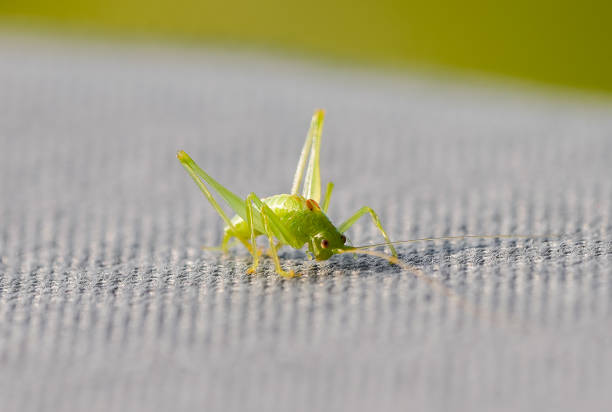 Grasshopper larva that clings to the window glass.