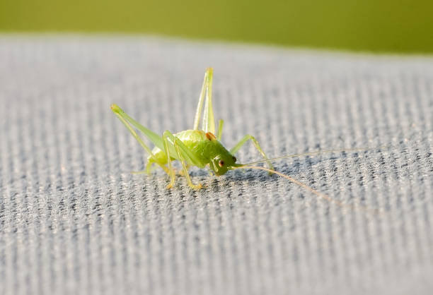 Green grasshopper on a gray surface. Insect close-up.