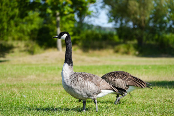 Portrait of a Canada goose in nature.