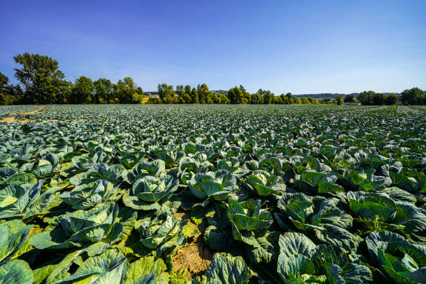 A field with green cabbages. Plant close-up.