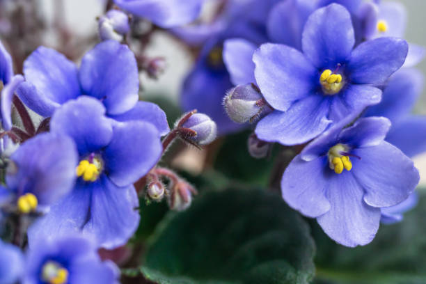 istock A close-up of an African violet. 2205649619